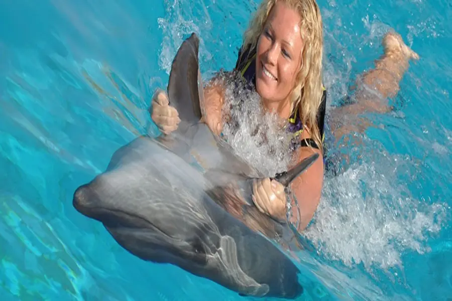 Manavgat Dolphin Show and Swim with Dolphins Tour