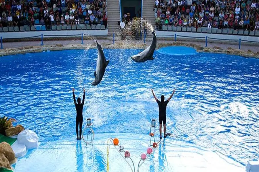 Side Dolphin Show and Swim with Dolphins Tour